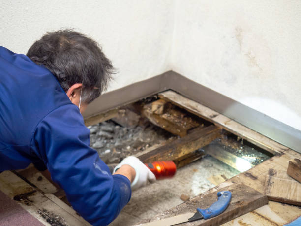 Best DIY Mold Remediation Support Services in Dallesport, WA