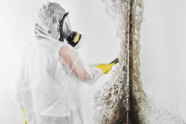 Best Basement Mold Remediation in Dallesport, WA