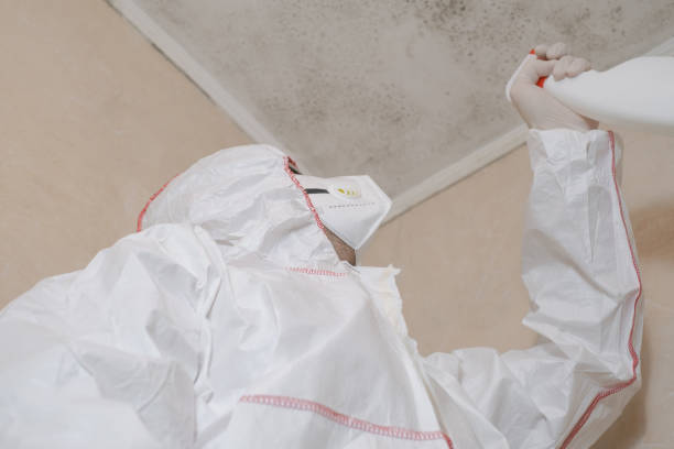 Best Attic Mold Remediation in Dallesport, WA
