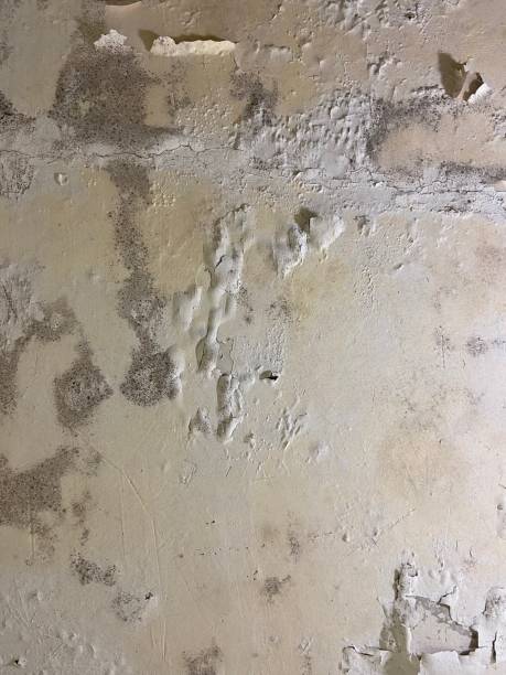 Best Mold Testing and Inspection Services in Dallesport, WA