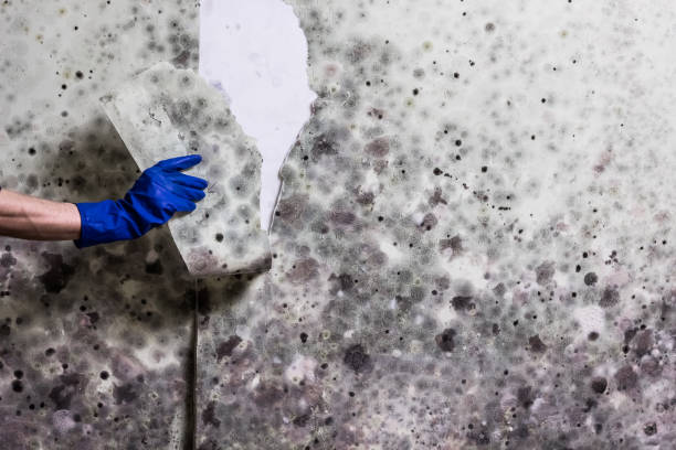 Best Residential Mold Remediation in Dallesport, WA