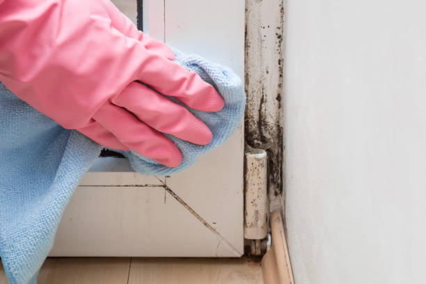 Trusted Dallesport, WA Mold Remediation Experts