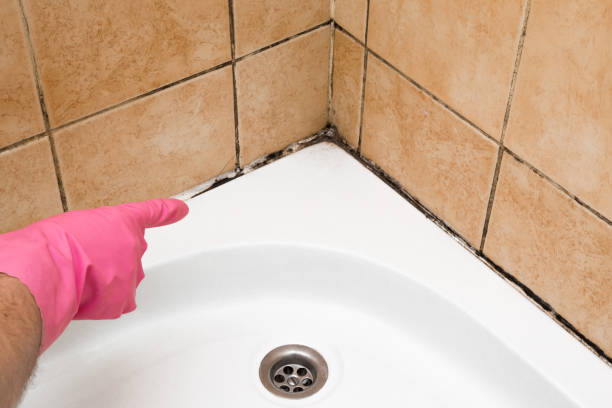 Best HVAC Mold Remediation in Dallesport, WA